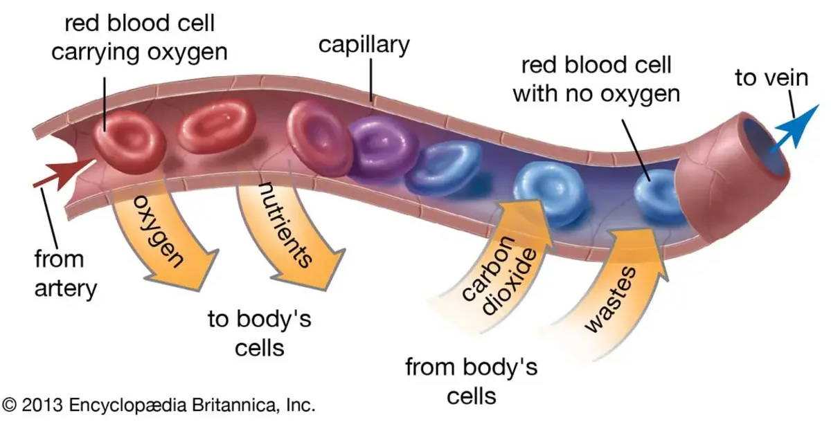 The Anatomy of blood vessels