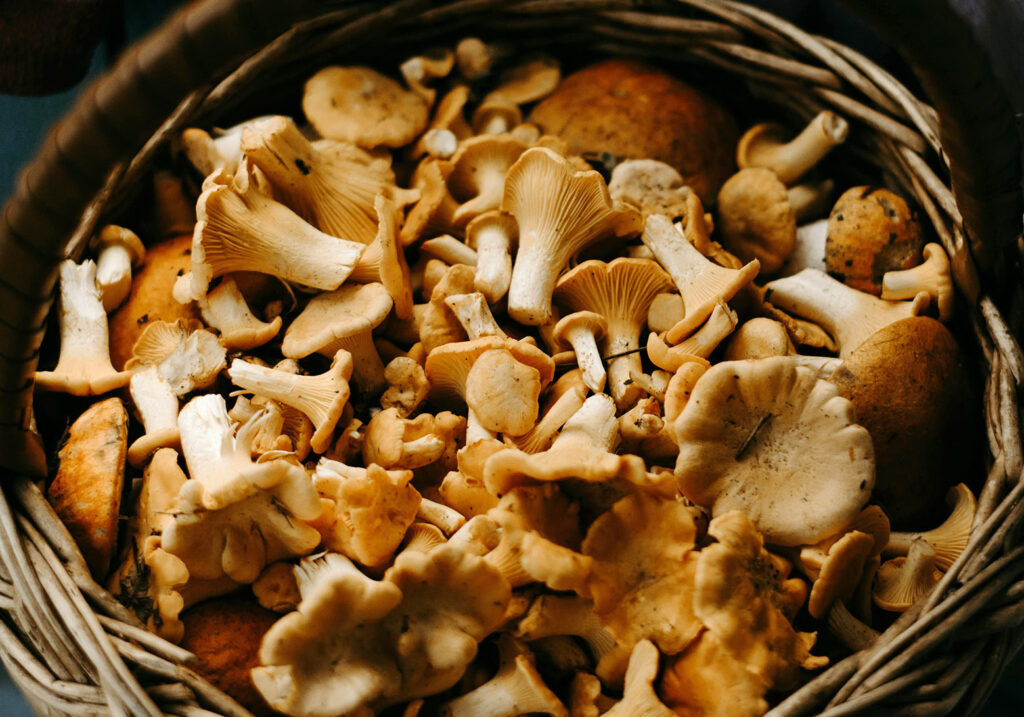 Master Mushroom Tonic can help to boost your health